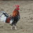 chickchick19