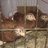 Wigodsky Chicks
