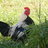 KansasCluck