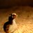ElsieBird