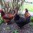 ChickenLady2012