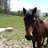 Ruege