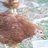 chicken lovers
