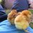 Nugget602