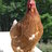 Chloebird