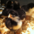 chick-em