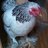 chickenchick6