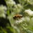 Mellifera
