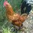 chickobsessed