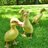 duckiesrule