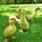 duckiesrule