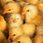 chickdoc21