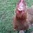 chickensnever