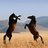 horsesrule11