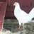 chickencutie193