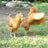 Chicken Diva