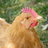 ChickenLady2610
