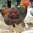 cluck-a-doodle