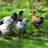 buckeyehens