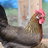 Bellachickens