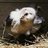 Arctic Chick