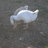 Precious goose