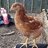 eggieerin