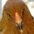 chickengardener