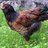 Rookier
