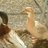 Dicks Ducks