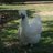 Phillippa