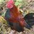 bantams4mom