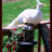 SPIRITWINDBIRDS