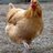 bantamhen1234