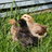 chick chat
