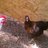 Reddirtchickens