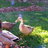 Just Ducky