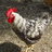 elizabethromas