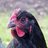 BYChickenKeepN