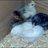 lovmychicks
