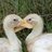 macsducks