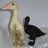 duck55