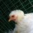 chickensnsheep