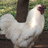 1hairyfeather