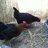 Chickenmama77