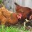 cluck and cluck