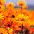 hancockseed