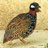 Partridge1612