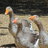 CB Poulet