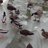 mandarin duck
